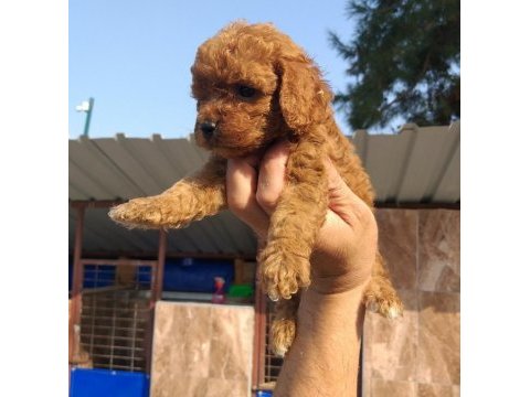 Vişneli browniler poodle köpekler
