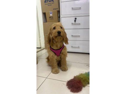 Spaniel cocker english