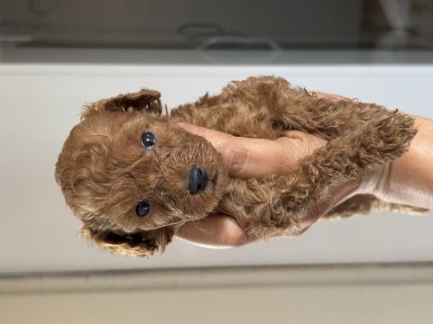 Teacup kuyruksuz poodle