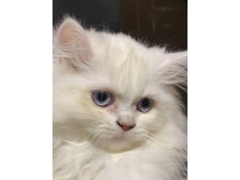 British longhair bursa 5 adet acil ücretsiz