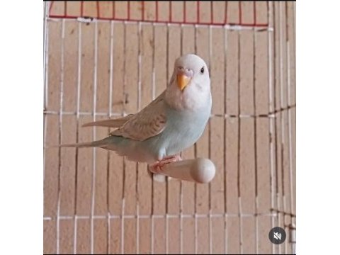 Yavru yerli muhabbet kuşları mevcut