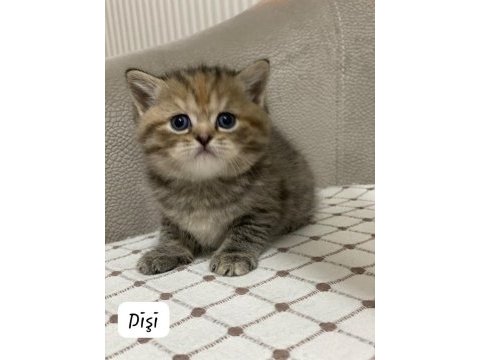 Siyah gri golden british shorthair yavrularımız
