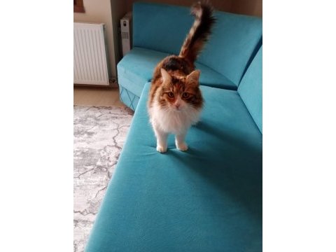 Kedimiz balımı sahiplendirmek istiyoruz