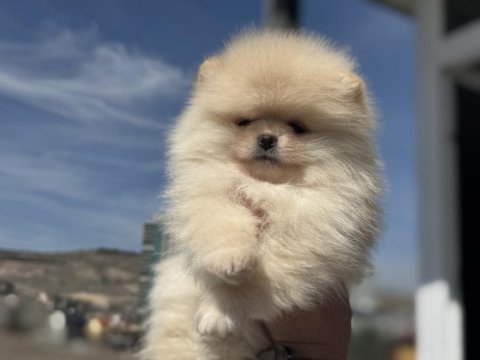 Show kalite teddy bear face pomeranian yavrular