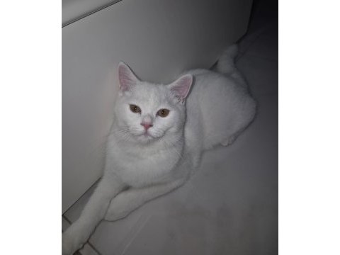 4 aylık beyaz erkek british shorthair