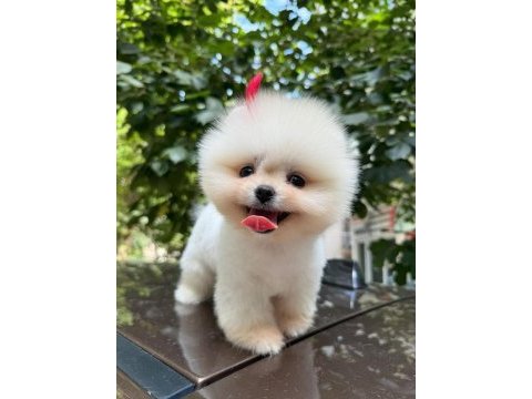 Ayı surat teddy bear boo yavrular