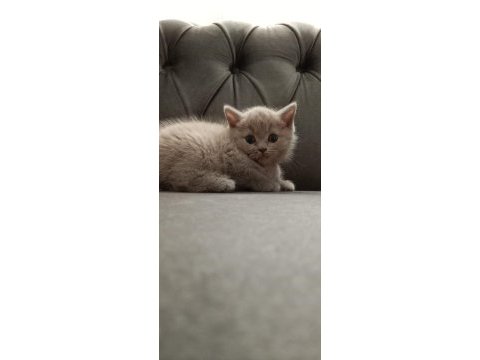 British shorthair 50 günlük lilak rengi