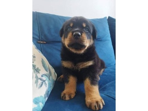 Saf macar rottweiler