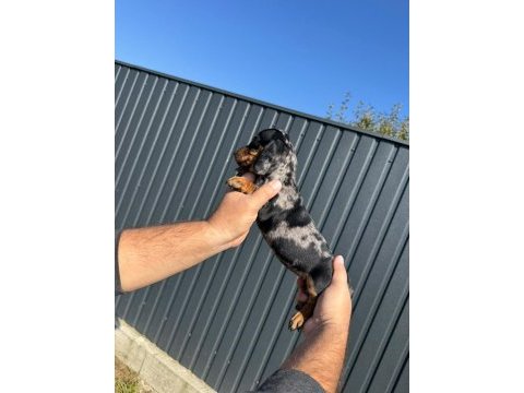 Orjinal rabit dachshund yavrumuz