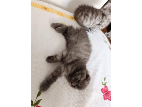 Biricik scottish fold kedimiz kendine yuva arıyor