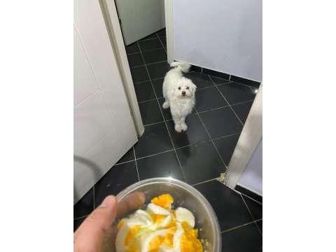 2 yaşına az kaldı köpeğimiz