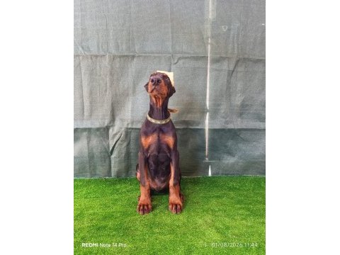 A şecereli doberman yavrular