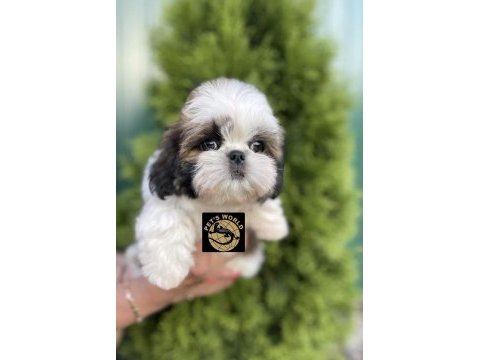 Pets world kentpark shih tzu