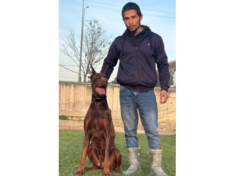 A scr king doberman safkan bebekler