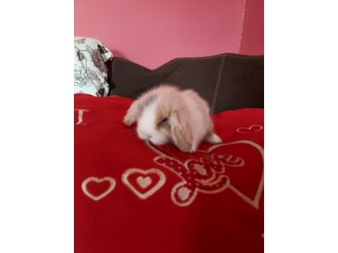Lop tavşanı yavrusu