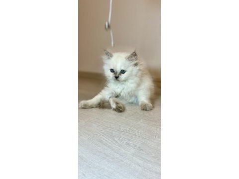 Teslime hazır 60 günlük british longhair dişi