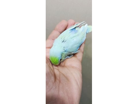 Görsel şölen turkuaz erkek cep papağanı