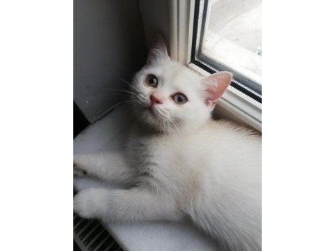 Çok sağlıklı çok uysal safkan