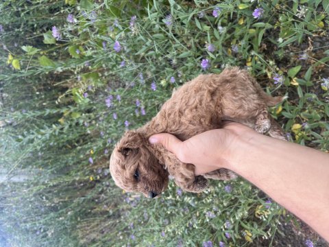 Toy poodle yavrularımız için ulaşın