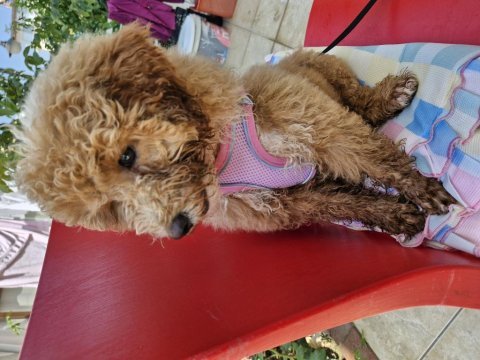 Anne poodle baba maltipoo