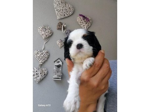 5 erkek ve 1 dişi cavalier king charles yavrular