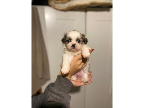 Safkan rengarenk shih tzu bebeklerimiz