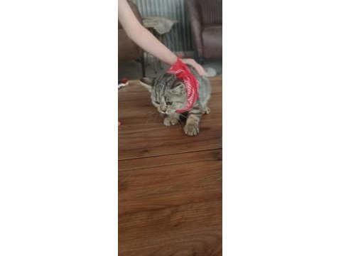 British shorthair yavrularım