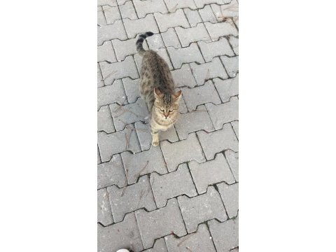 Mia ve 5 adet yavru tekir