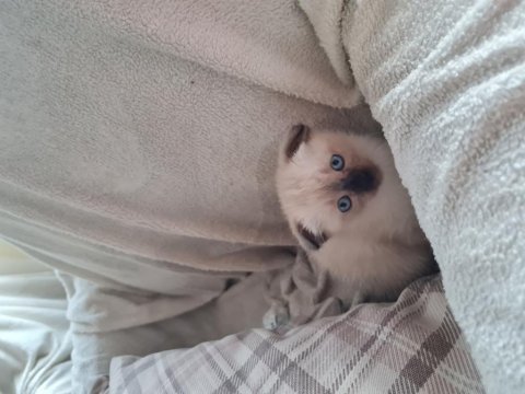 Scottish fold / siyam