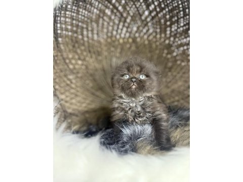 Türkiye de nadir cinnamon scottish fold