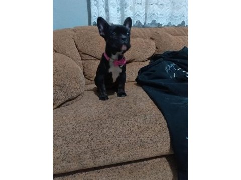 Aa kalite french bulldog dişi