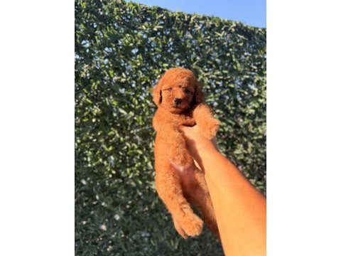 Dişi kore kan poodle yavrumuz