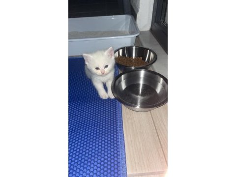 42 günlük dişi ve erkek çocuklarımıza yuva arıyoruz