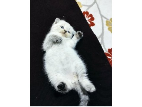 Dişi 2 yaşında blue point scottish fold