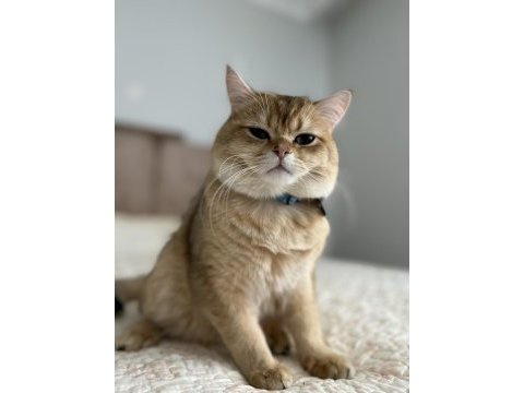 11 aylık erkek golden british shorthair