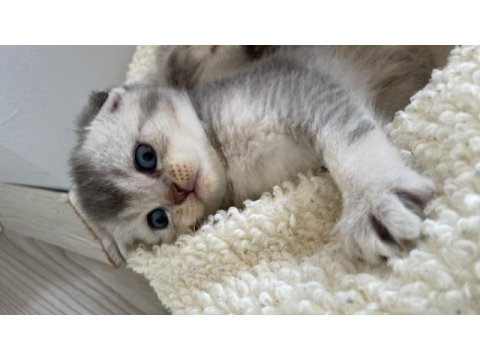 Scottish fold british bebekler