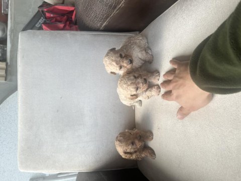 Sıfır boy maltipoo ve poddle bebekler
