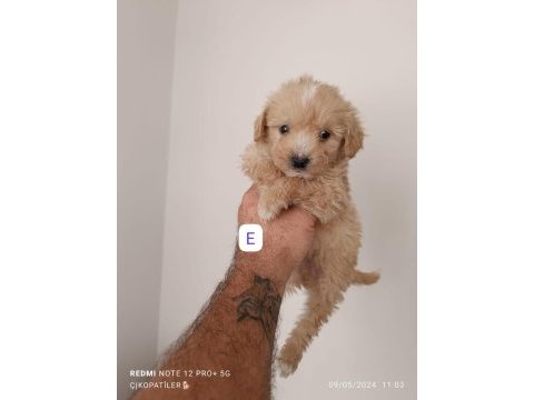 Maltipoo yavrularımız