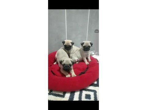 Pug bebekleri
