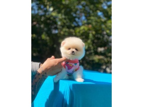 Tatlı pomeranian yavrular