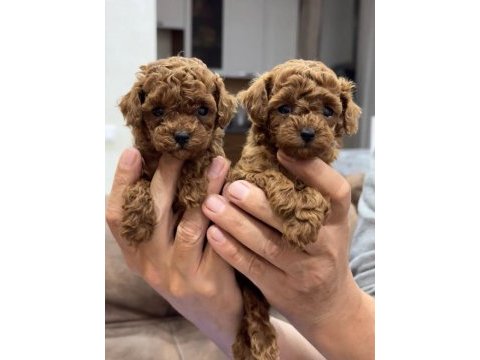 Irk garantili toy poodle
