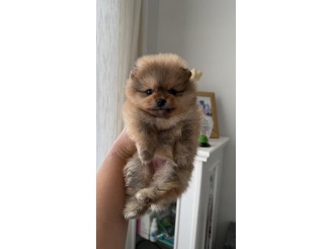Süslü pomeranian kızlar
