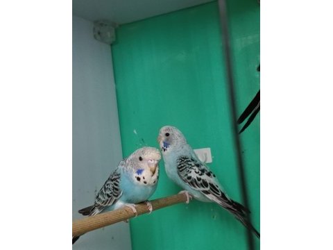 Jumbo muhabbet kuşu yavrular