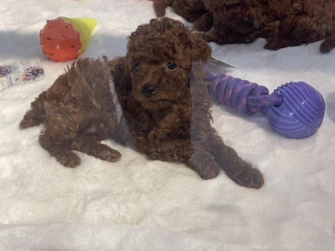 Poodle akademiden köpekler