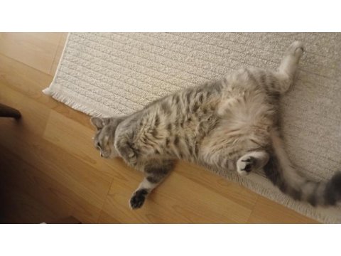 11 aylık dişi british shorthair