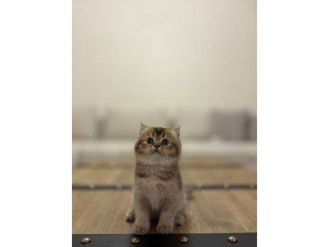 Brıtısh shorthair golden yavrularım