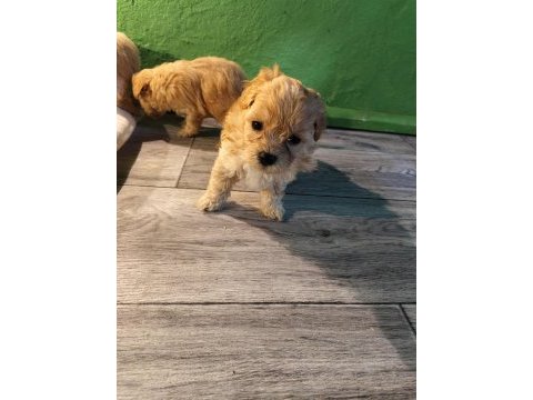 Orjinal maltipoo yavrular
