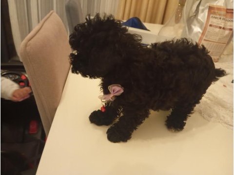 45 günlük poodle yavrumuz satılıktır