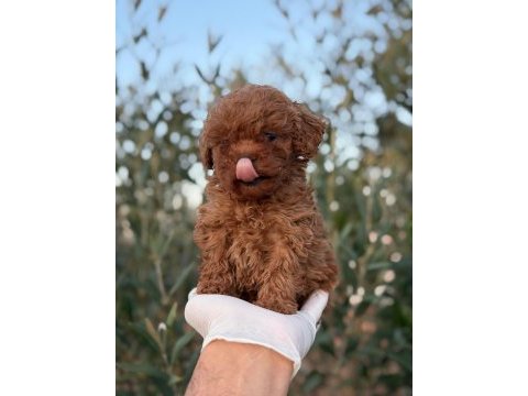 Erkek kore toy poodle