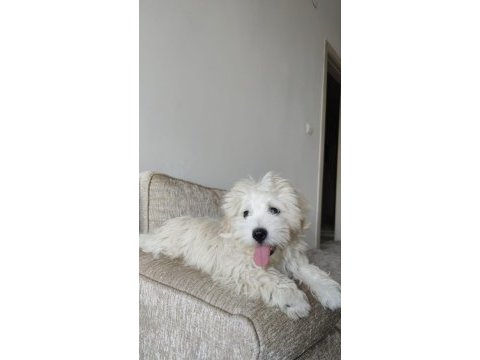 Köpeğimiz ile ilgilenen yazabilir